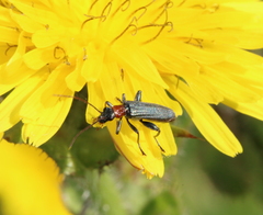 Oedemera croceicollis