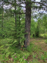 Pinus sibirica