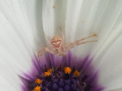 Thomisus citrinellus