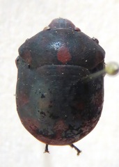 Pachycoris