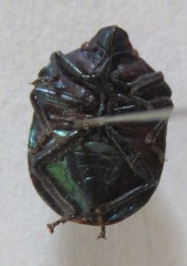 Pachycoris