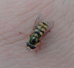 Eupeodes corollae