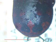 Pachycoris