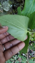 Knowltonia vesicatoria