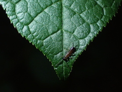 Apterygida albipennis