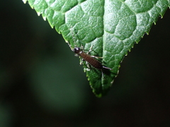 Apterygida albipennis