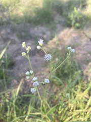 Florestina tripteris