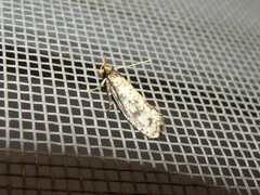 Amydria effrenatella