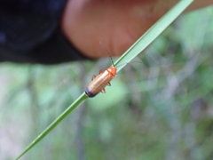 Rhagonycha fulva