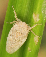 Curtara insularis