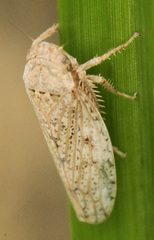 Curtara insularis