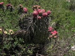 Opuntia stenopetala