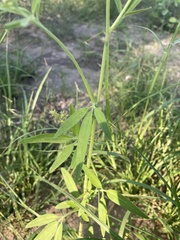 Florestina tripteris