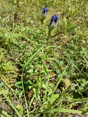 Gentiana parryi