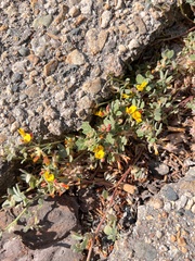 Acmispon decumbens