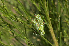 Hesperotettix viridis