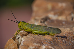 Tropidacris cristata