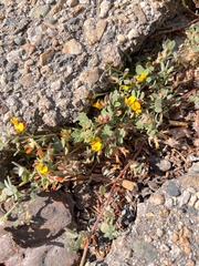 Acmispon decumbens