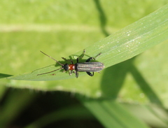 Oedemera croceicollis