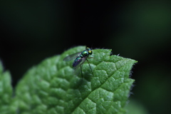 Condylostylus caudatus