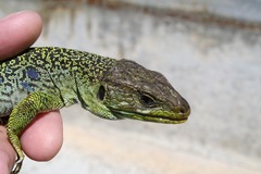 Timon lepidus ibericus