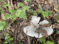 Lactifluus piperatus