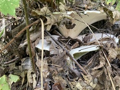 Lactifluus piperatus