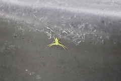 Thomisidae
