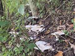 Lactifluus piperatus