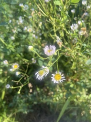 Erigeron strigosus