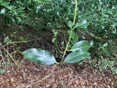 Ilex aquifolium