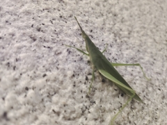 Atractomorpha sinensis