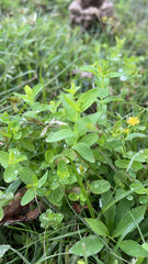 Hypericum mutilum
