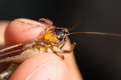 Bucephaloptera bucephala