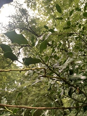 Ilex aquifolium