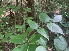 Fraxinus quadrangulata
