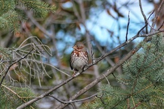 Passerella iliaca