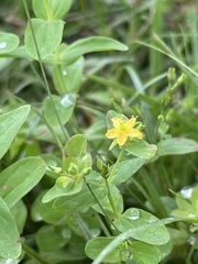 Hypericum mutilum