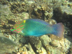 Halichoeres hortulanus