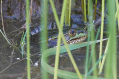 Lithobates chiricahuensis