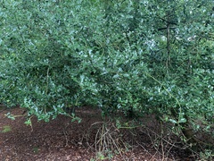 Ilex aquifolium