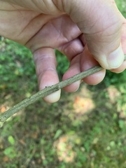 Fraxinus quadrangulata