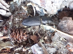 Spondylis buprestoides