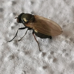 Calliopum