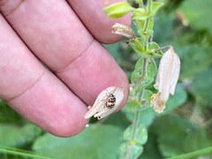 Bagrada hilaris
