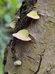 Schizophyllum amplum