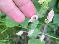 Bagrada hilaris
