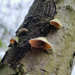 Schizophyllum amplum