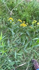 Euthamia graminifolia