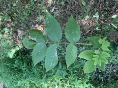 Fraxinus quadrangulata